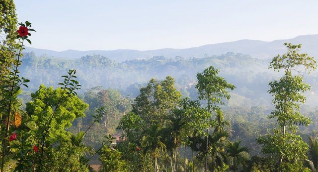 Der immergrüne Urwald Sinharaja, Sri Lanka 