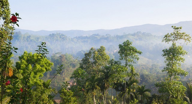Der Sinharaja Regenwald