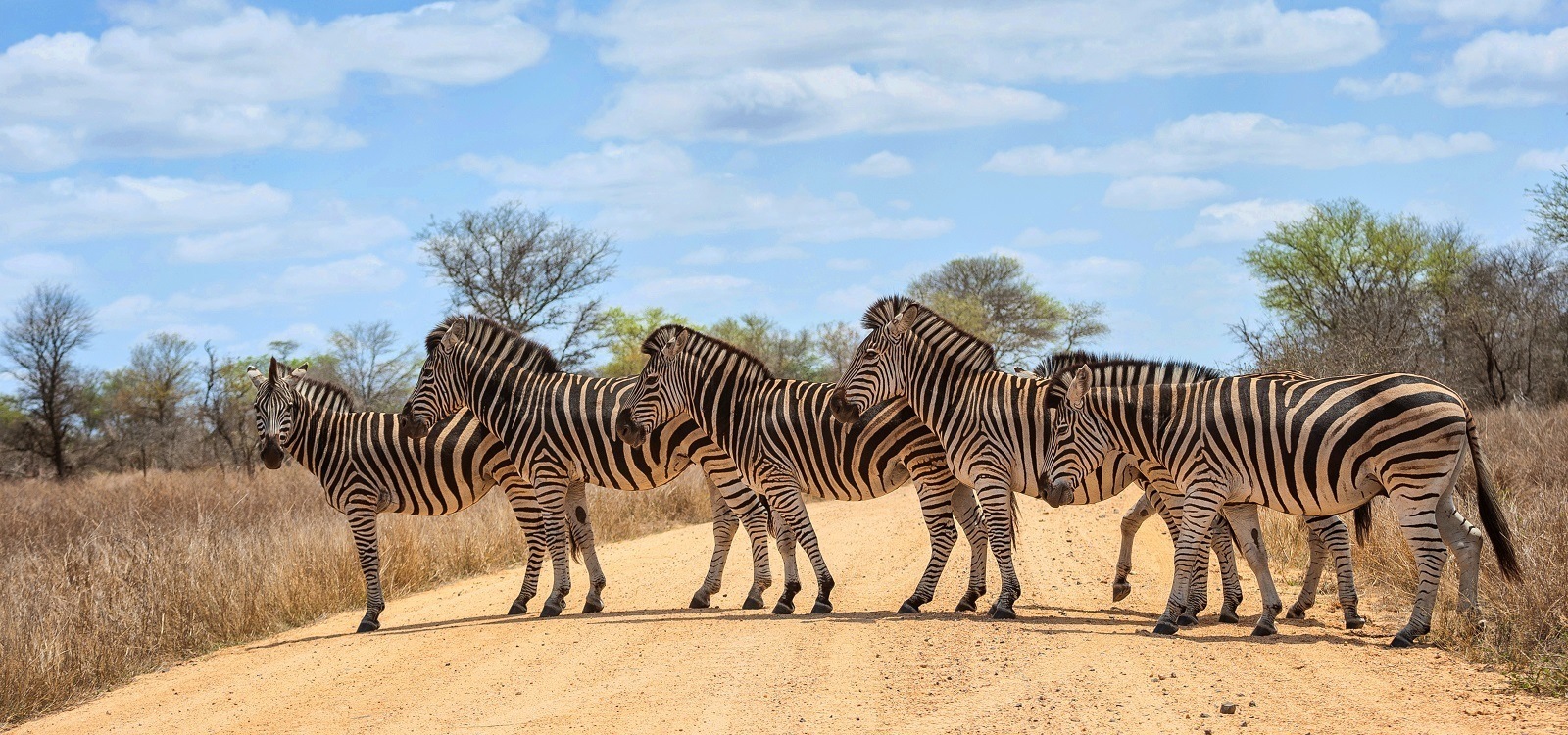 south africa safari park