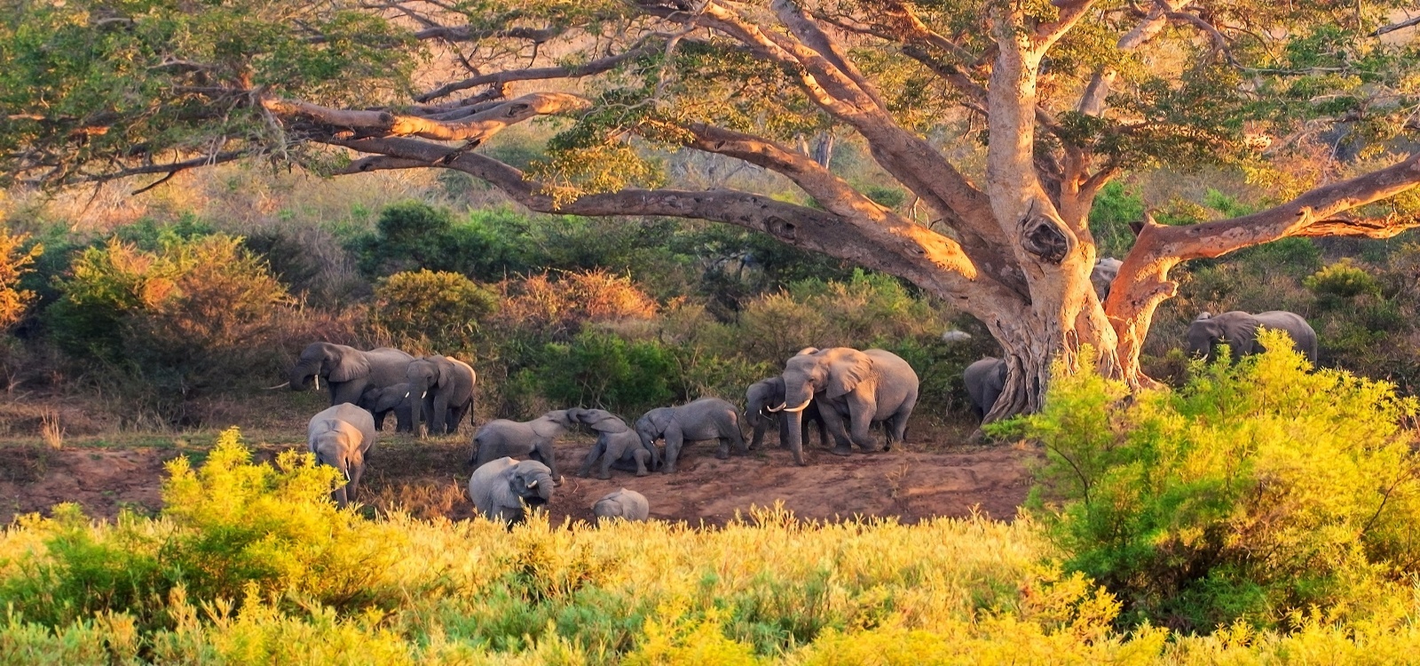 south africa safaris kruger