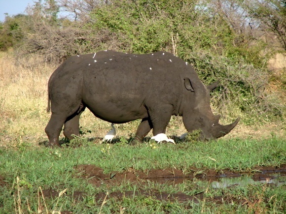 Conserving The Big Five’s Black Rhino In Kenya 