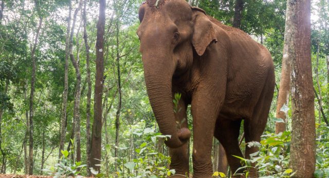 Elefant im Elephant Nature Park in Chiang Mai 