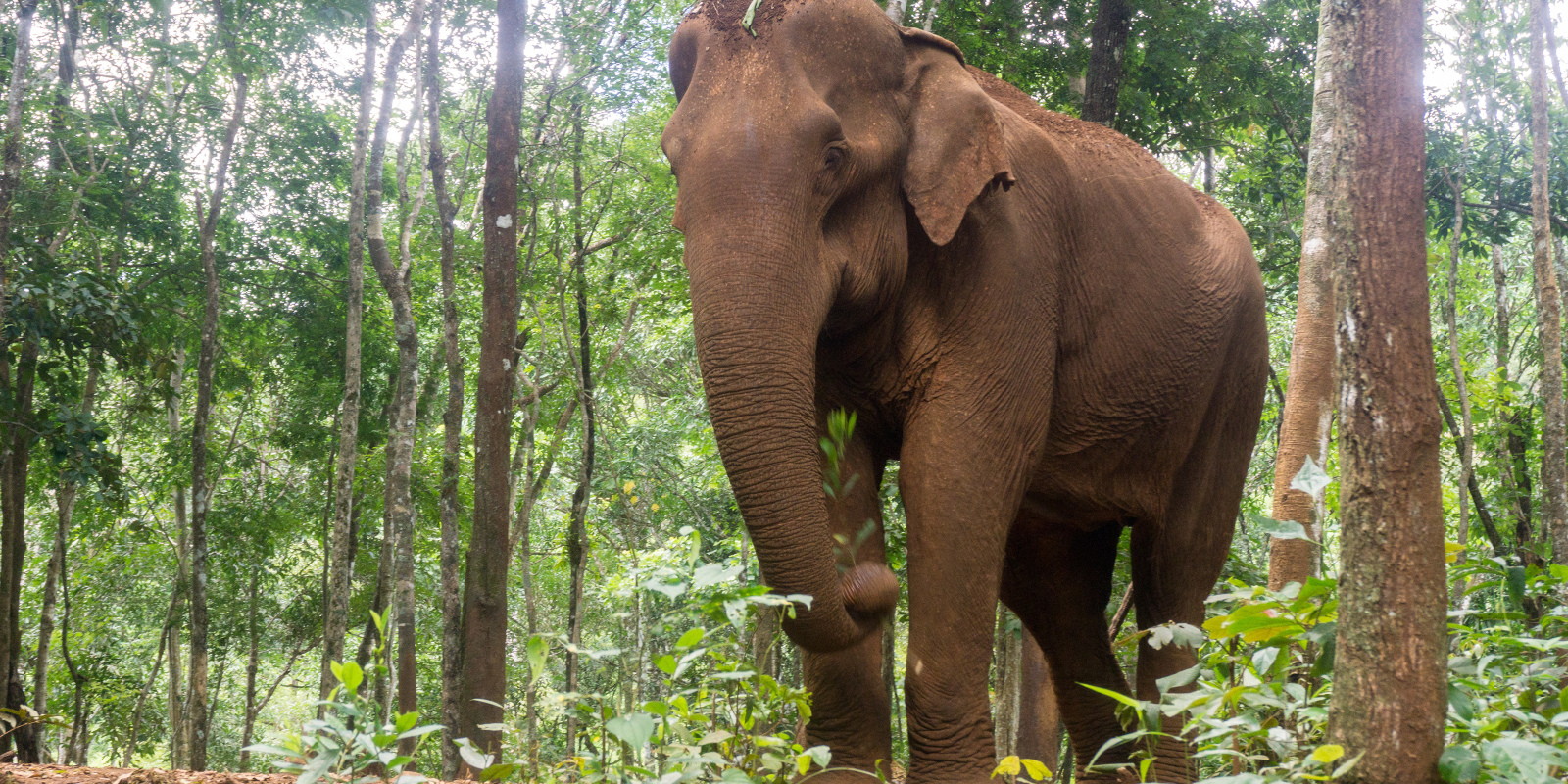 Exclusive Travel Tips For Your Destination Mondulkiri In Cambodia