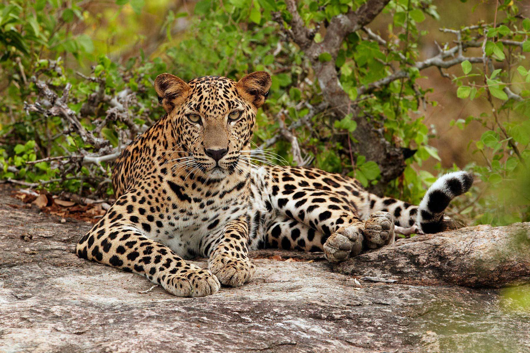 Sri Lanka Wildlife Sri Lanka Animal TSXD Sri Lanka Wildlife Sri Lanka Animal TSXD