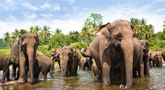 Elefanten Herde im Yala National Park, Sri Lanka 