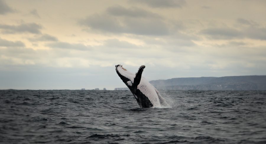 Wale auf Isla de la plata, Ecuador 