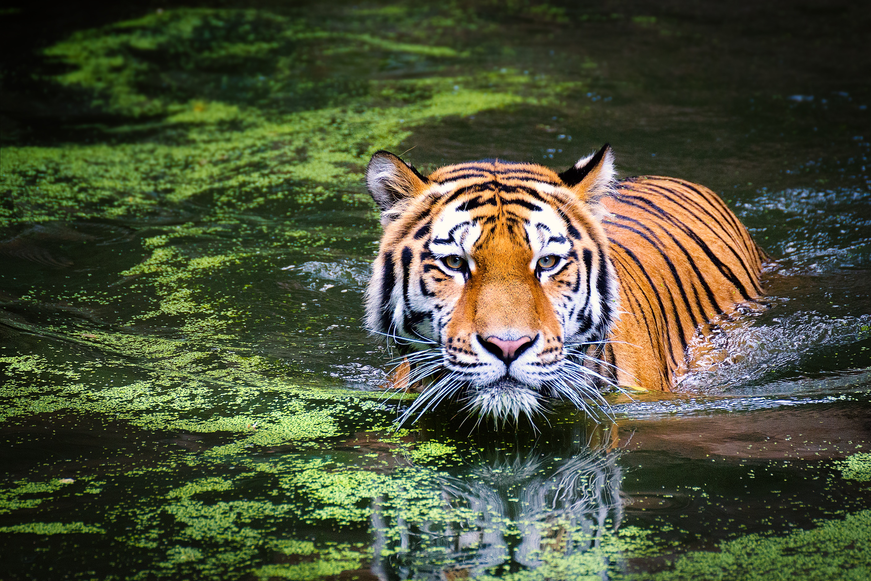 The Royal Bengal Tiger - Tiger Safari India