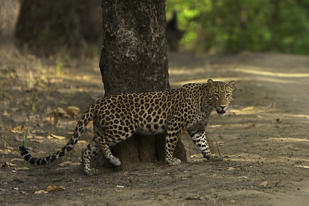 Adventures Off The Beaten Path Tiger Safaris In India