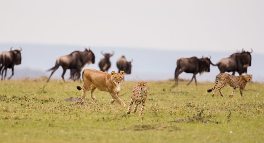 Luxury Holiday in Zimbabwe: Custom Tour | Enchanting Travels