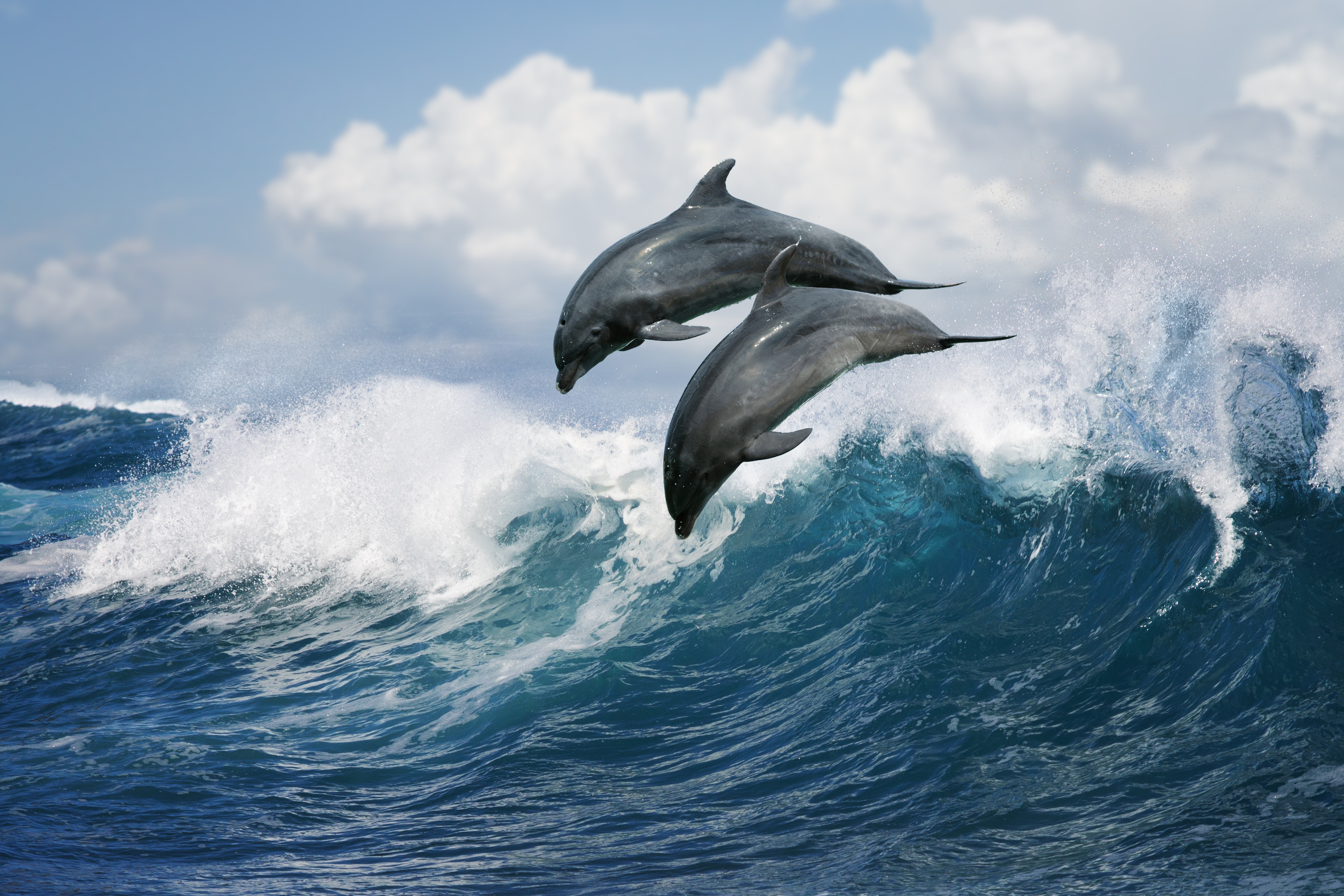 прыгающие дельфины в море